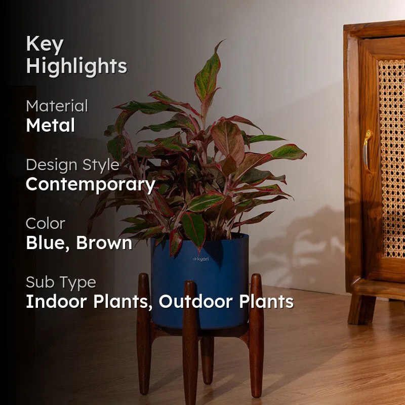 Kyari Agalonema Lipstick Plant With Metal Self Watering Pot (Blue) - 2 Feet media 2