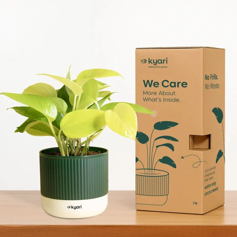 Kyari Song Of India Plant with Self Watering Pot - Green - 6