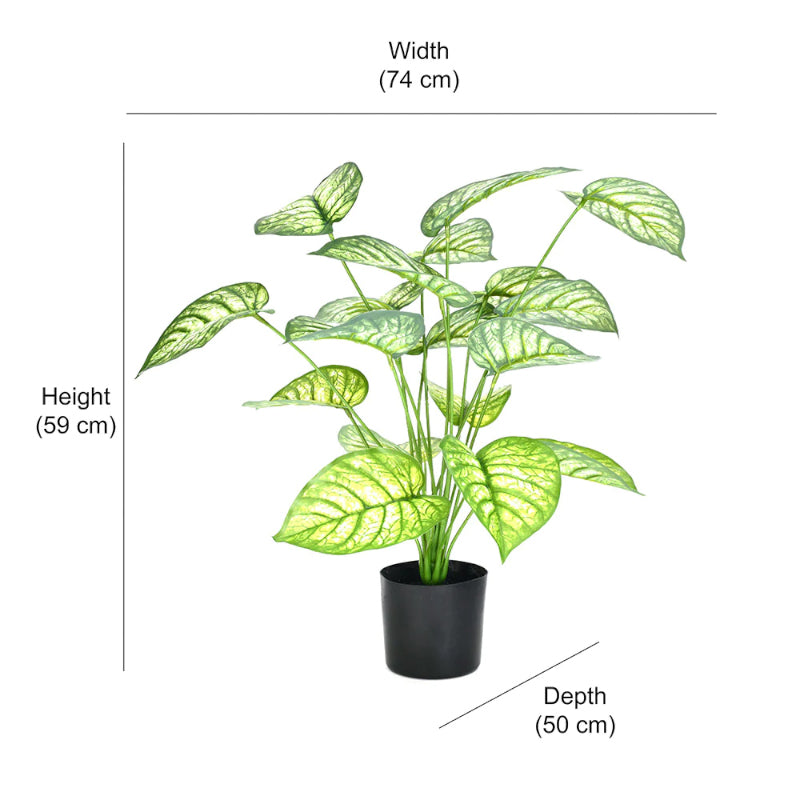 Faux Matura Rubber Plant With Black Plastic Pot - 2.13 ft media 5