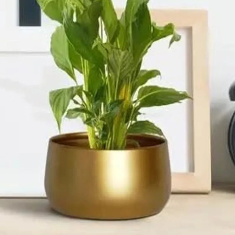 Utmi Golden Planter media 3
