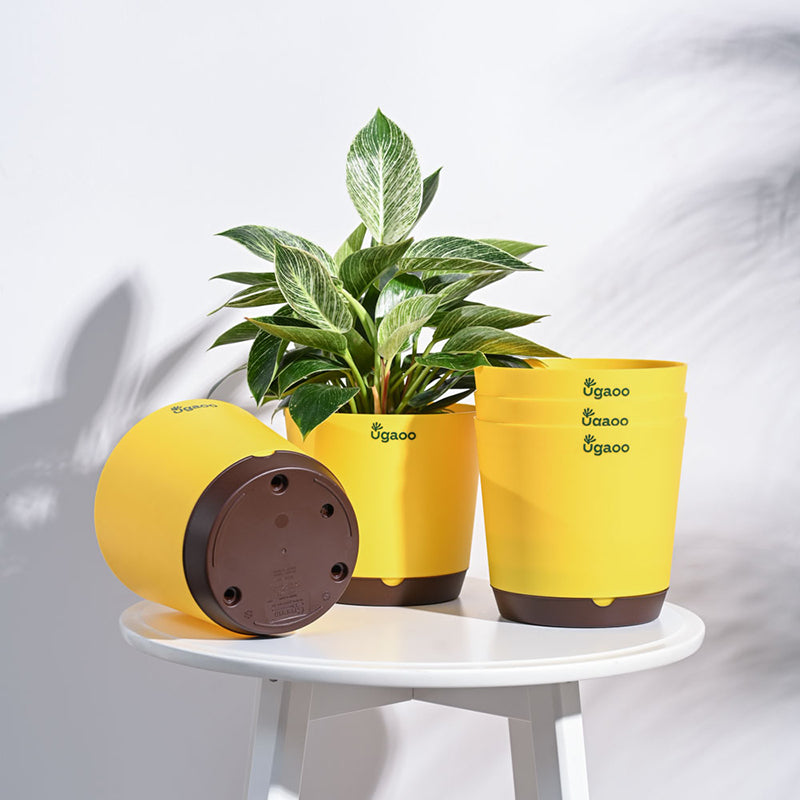 Ugaoo Mossy Bottom Plastic Planter (Yellow) - Set Of Five media 6