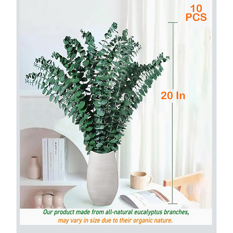 Eucalyssence Dried Eucalyptus Stems - Set Of Ten media 5