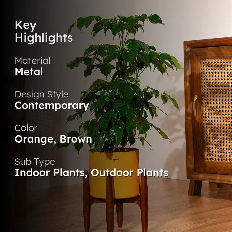 Kyari China Doll Plant With Metal Self Watering Pot (Orange) - 2.5 Feet media 2