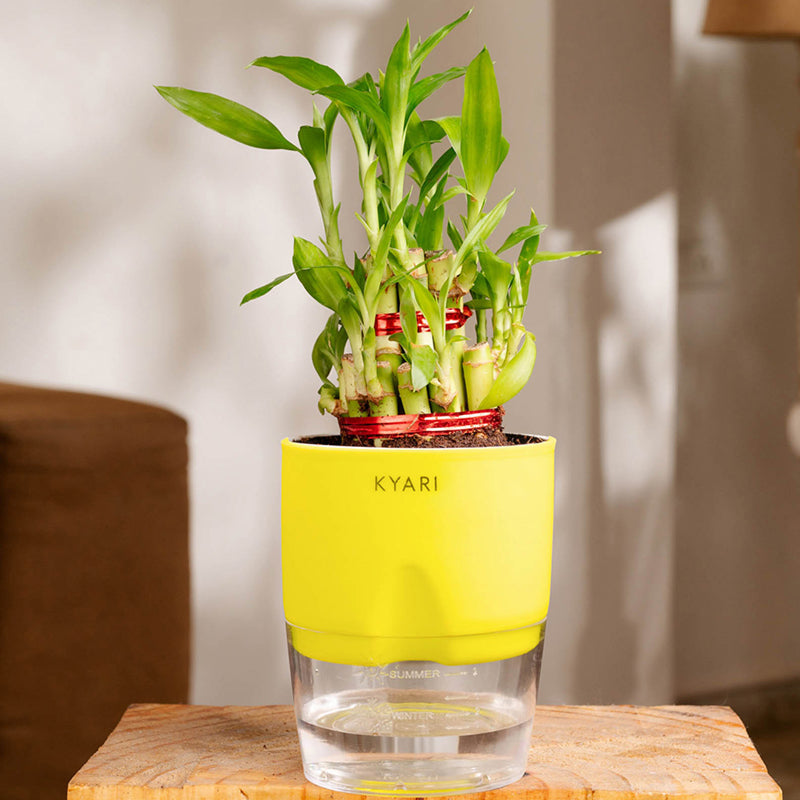 Kyari 2-Layer Lucky Bamboo With Self Watering Pot (Yellow) - 18 cm