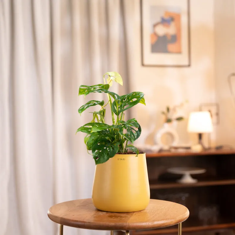 Kyari Monstera Adansonii With Metal Self Watering Pot - Yellow media 1