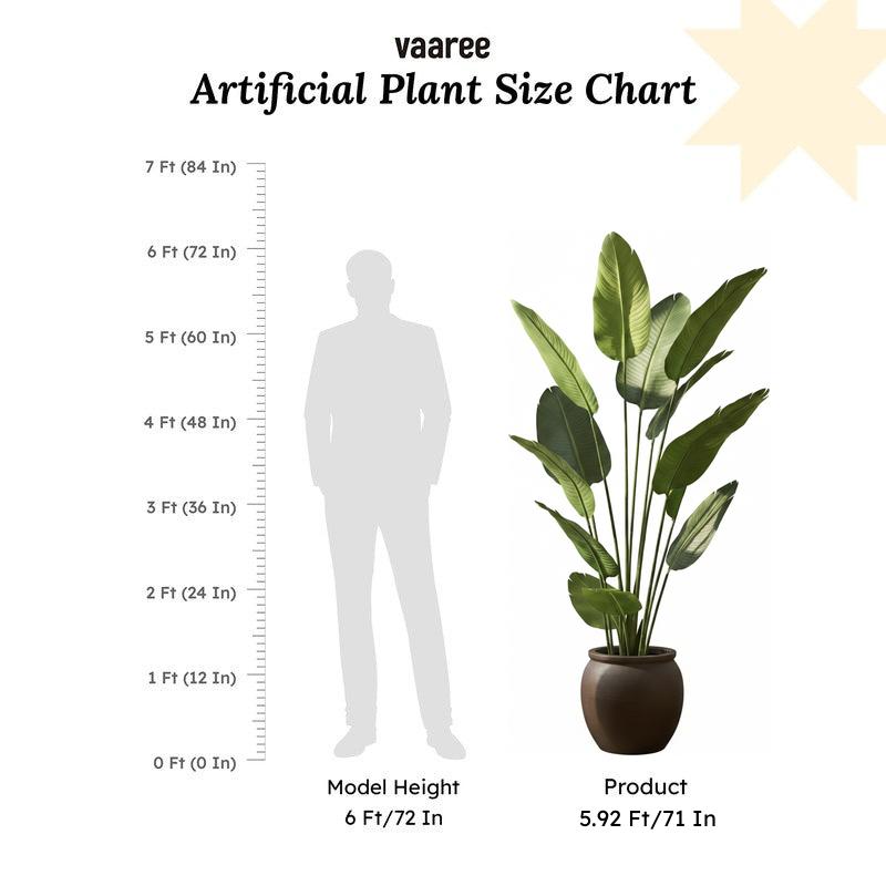 Virella Banana Leaf Palm Plant With Black Plastic Pot - 5.9 ft media 6