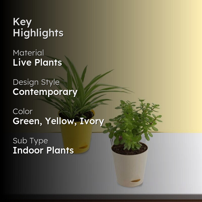 Ugaoo Jade & Spider Indoor Plant With Pot - Set Of Two media 2