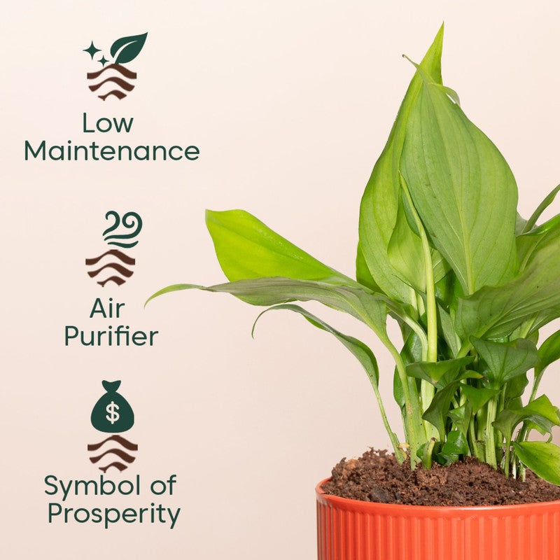 Kyari Peace Lily Plant with Self Watering Pot - Red media 4