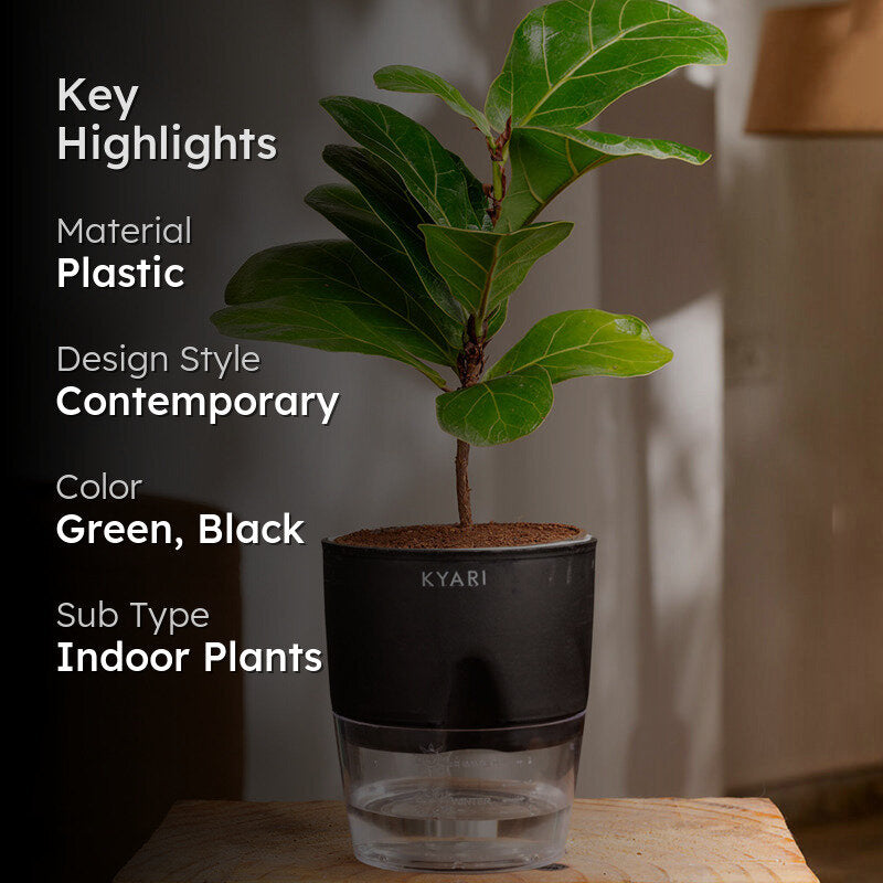 Kyari Fiddle Fig Plant With Self Watering Pot (Black) - 18 cm media 2