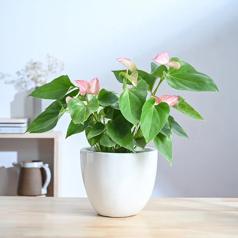 Cantata Ceramic Planter - White media 2