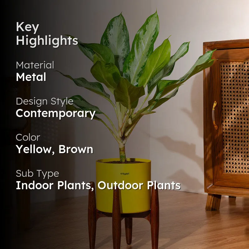 Kyari Aglonema Ice Plant With Metal Self Watering Pot (Yellow) media 2