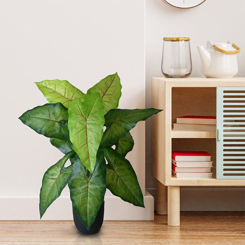 Faux Everlasting Muffet Caladium Plant With Black Plastic Pot - 79 cm (2.6 ft) media 3