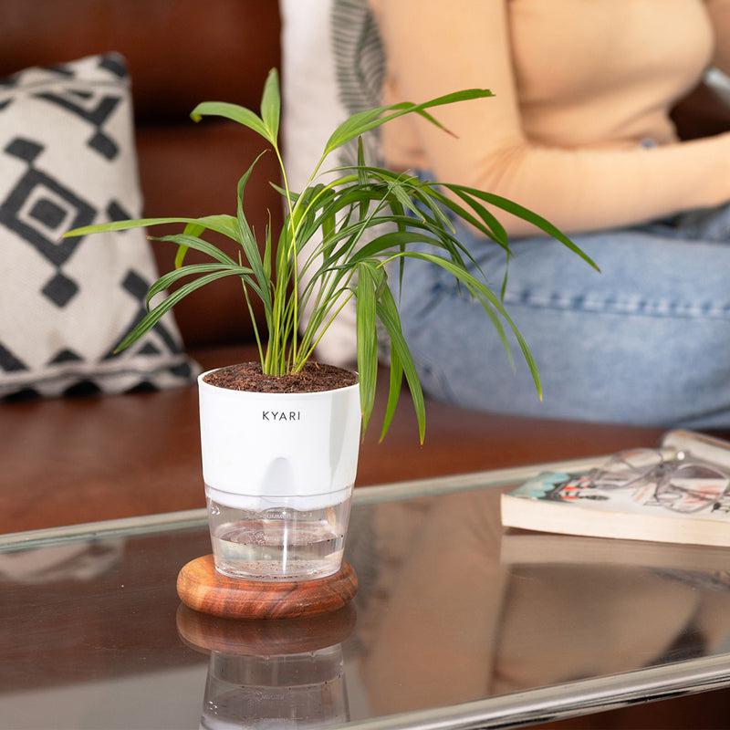Kyari Areca Palm With Self Watering Pot - White media 5