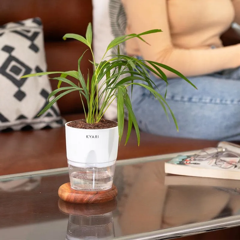dragon fruit plant indoor Hylocereus undatus "Dragon Fruit" (Big Plant)
