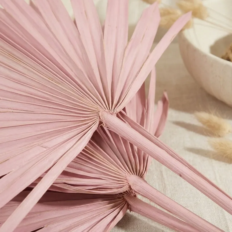(Pink) Sun Palm Spear (20 cms) - Set Of Five Stems media 2