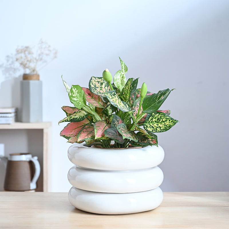 Ugaoo Ceramicurve Three Layer Ceramic Planter - White media 2