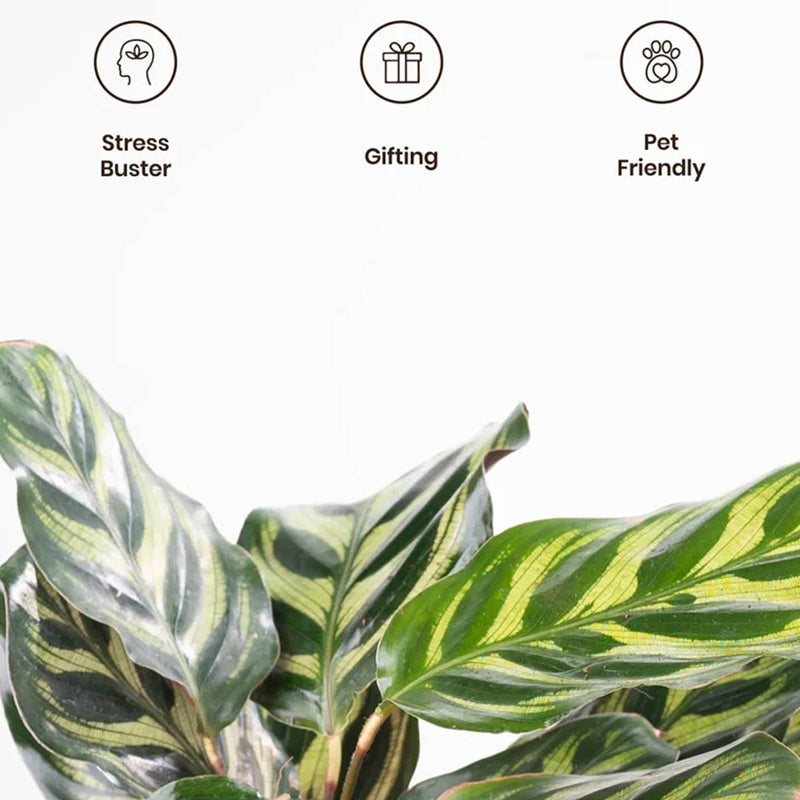 Kyari Peacock Plant With Self Watering Pot (Cream) - 18 cm media 4