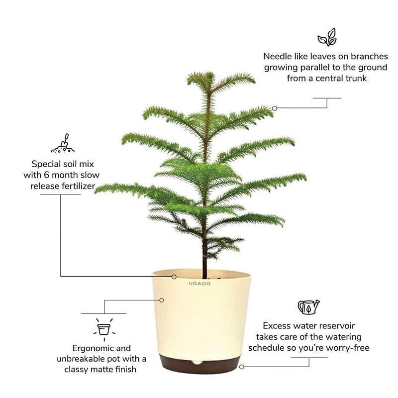Ugaoo Indian Christmas Tree Indoor Live Plant - Large media 5