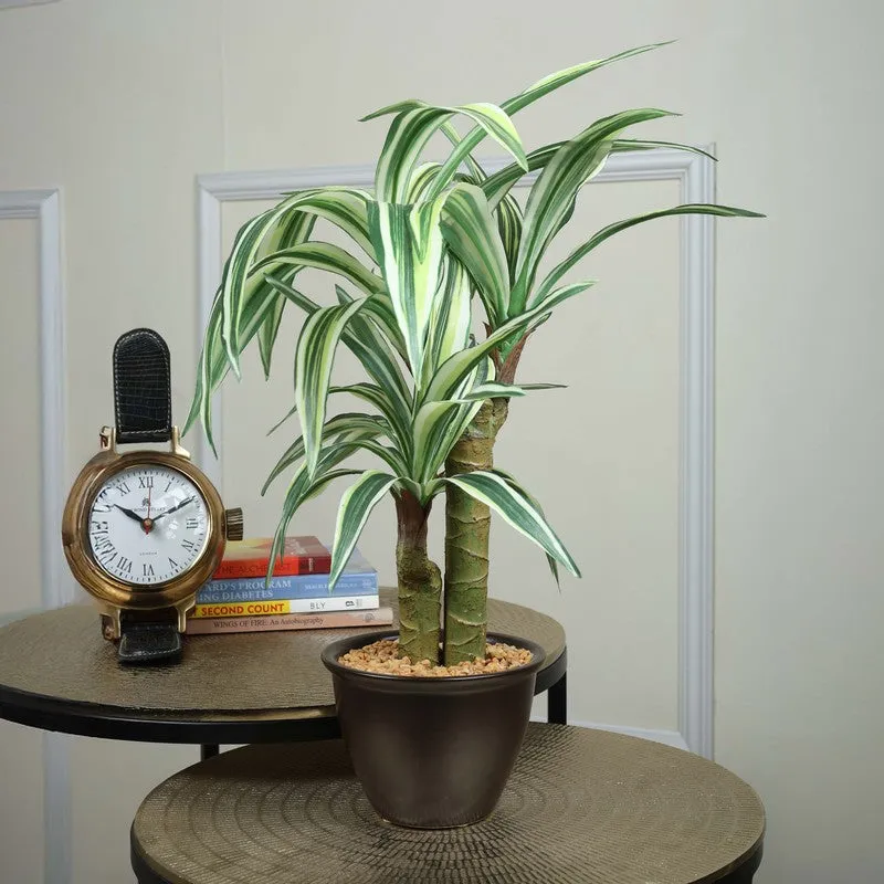 Artificial White Dracaena Bonsai Plant With White Ceramic Pot - 1.8 Feet media 1