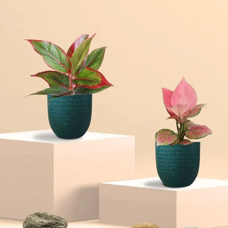 Greenkin Aglaonema Pink & Lipstick Live Plants (Green) - Set Of Two media 3