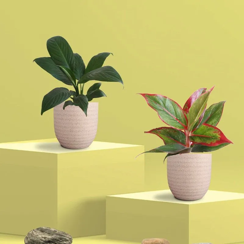 Greenkin Aglaonema Lipstick & Lily Live Plants (Ivory) - Set Of Two media 3