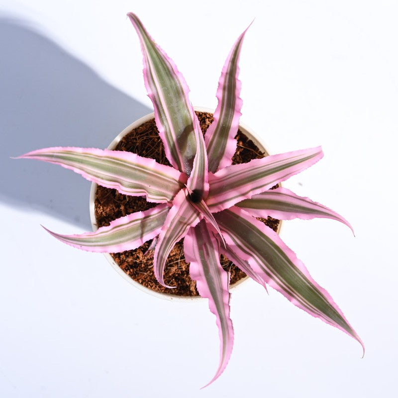 Ugaoo Earth Star Plant - Pink media 5