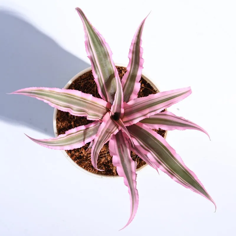 Ugaoo Earth Star Plant - Pink media 5