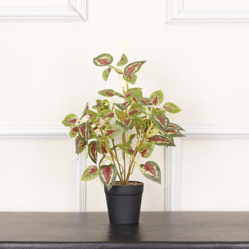 Artificial Coleous Plant With Black Fiber Pot - 1 Feet media 3