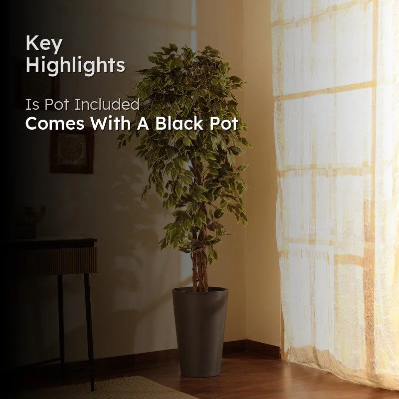 Artificial Variegated Ficus Plant With Black Plastic Pot - 6 ft media 2