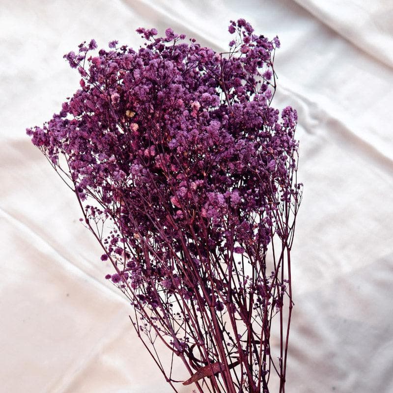 Naturally Dried Baby Breath Gypsophila Stems (Purple) - Set Of Five media 3