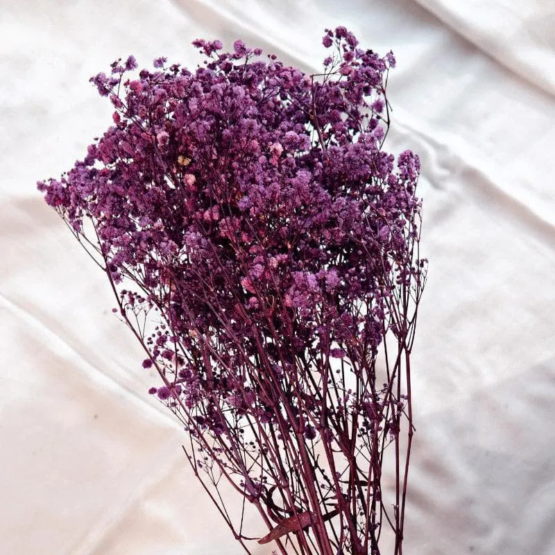 Naturally Dried Baby Breath Gypsophila Stems (Purple) - Set Of Five media 3