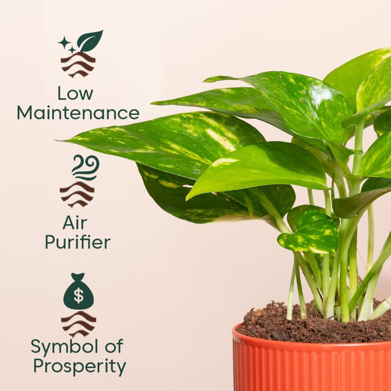 Kyari Variegated Money Plant with Self Watering Pot media 4