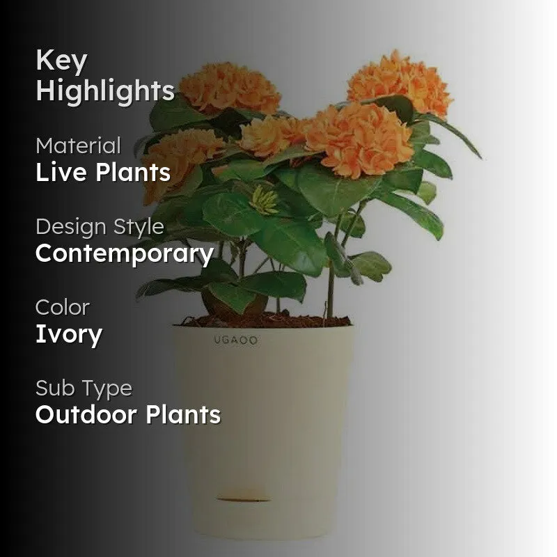 Ugaoo Ixora (Rugmini) Plant - Orange media 2
