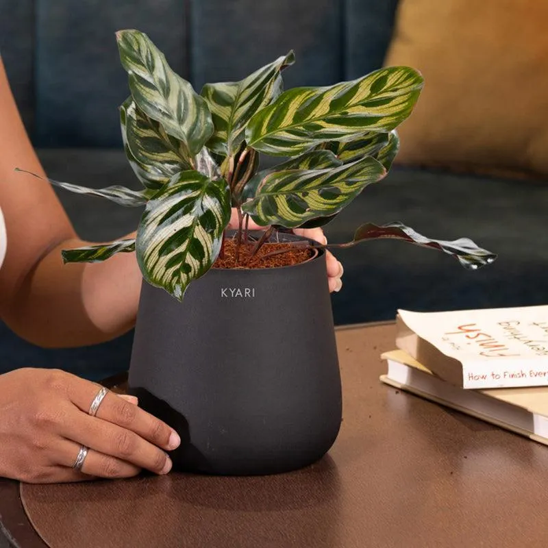 Kyari Peacock Plant With Metal Self Watering Pot - Black media 4