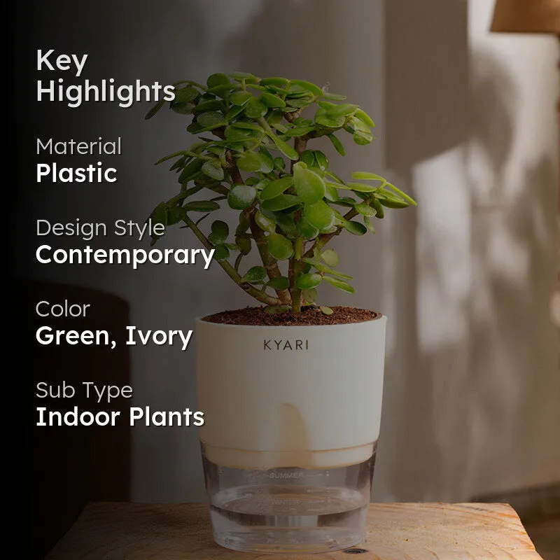 Kyari Jade Plant With Self Watering Pot (Ivory) - 18 cm media 2