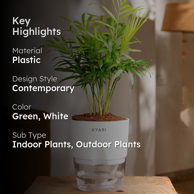 Kyari Chamaedorea Palm With Self Watering Pot (White) - 18 cm media 2