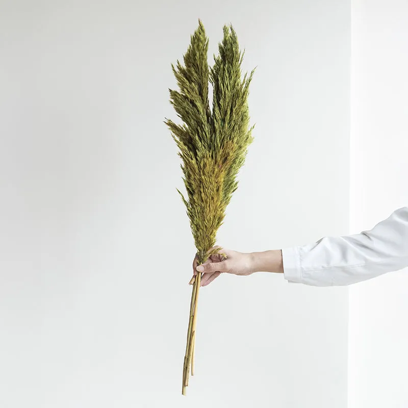 Ferilla Dried Pampas - Set Of Ten media 4