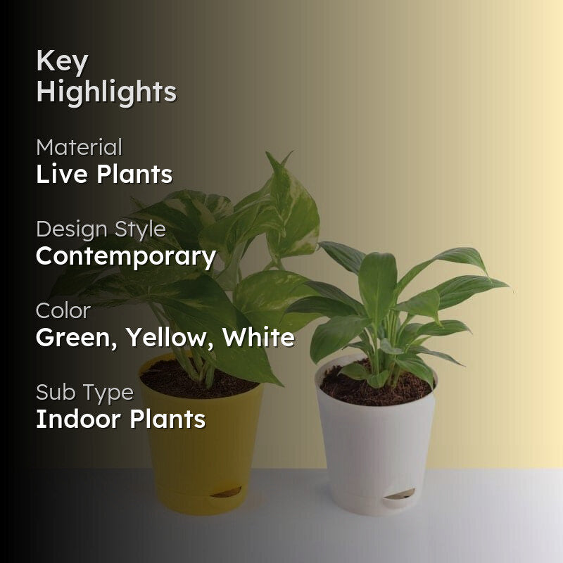 Ugaoo Air Purifier Plants With Pot - Set Of Two media 2
