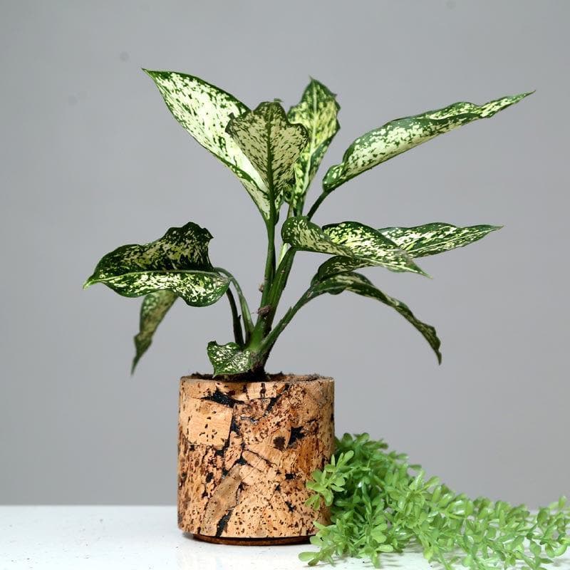Natural Cork Oasis Planter media 5