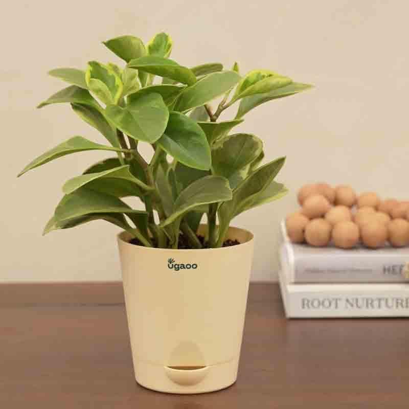 Ugaoo Peperomia Variegated Plant - Small media 4