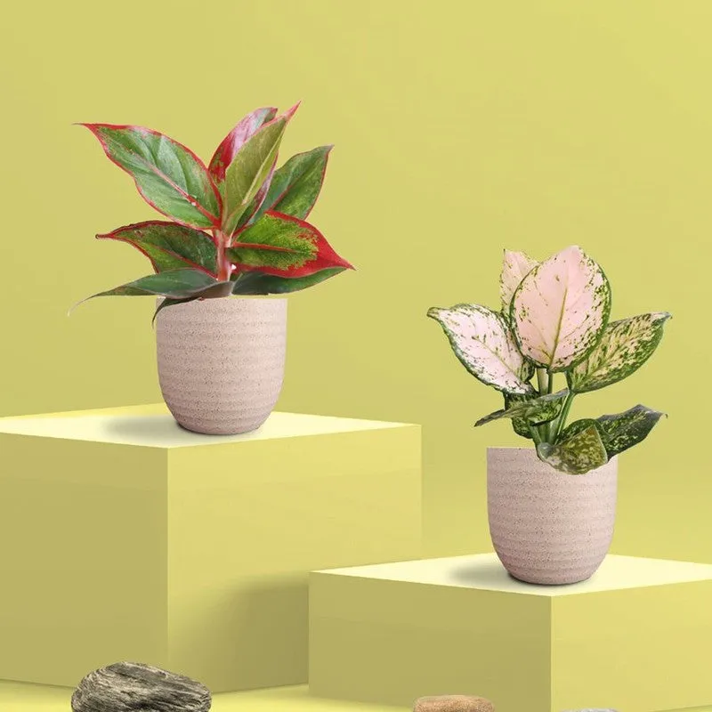Greenkin Aglaonema Wishes & Lipstick Live Plants (Ivory) - Set Of Two media 3