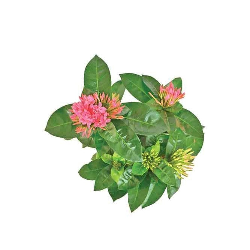 Ugaoo Ixora Rugmini Plant - Pink media 4