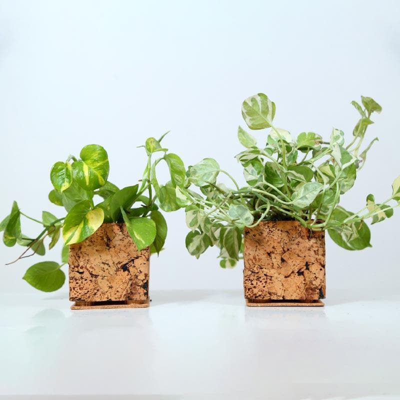 Cork Cozy Corner Planter media 6