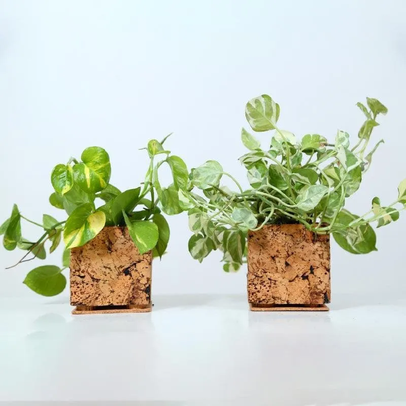 Cork Cozy Corner Planter media 6