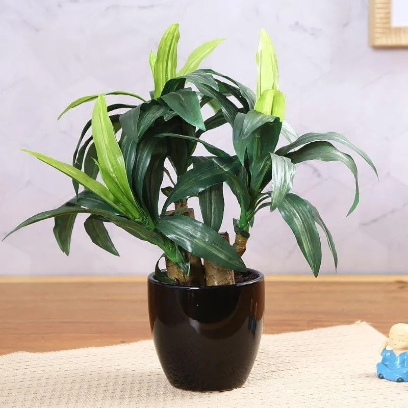 Faux Short Dracaena Bonsai - 35 cms media 2