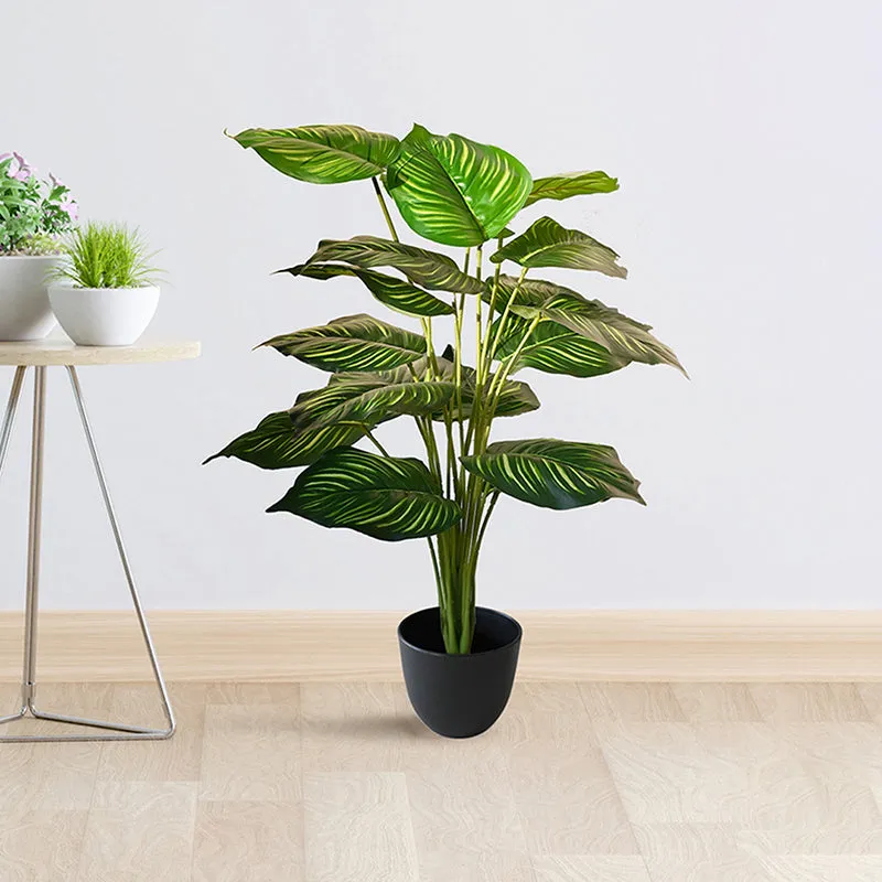 Faux Everlasting Alocasia Plant With Black Plastic Pot - 74 cm (2.4 ft) media 3