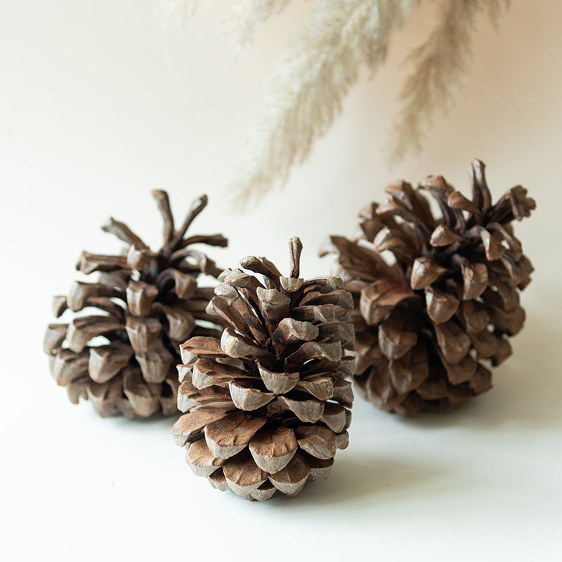 Alpine Dried Jumbo Pine Cone - Set Of Three