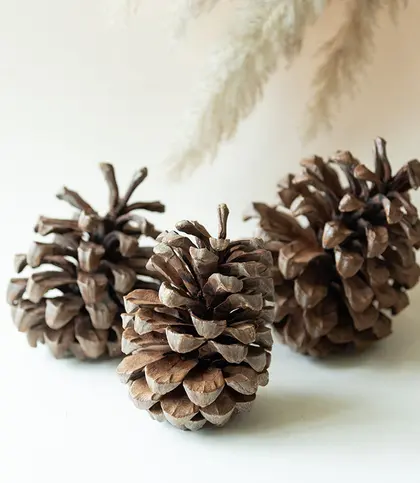 Dried Flowers & Leaves