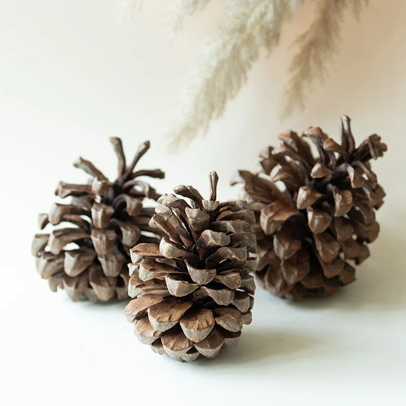 Alpine Dried Jumbo Pine Cone - Set Of Three media 1