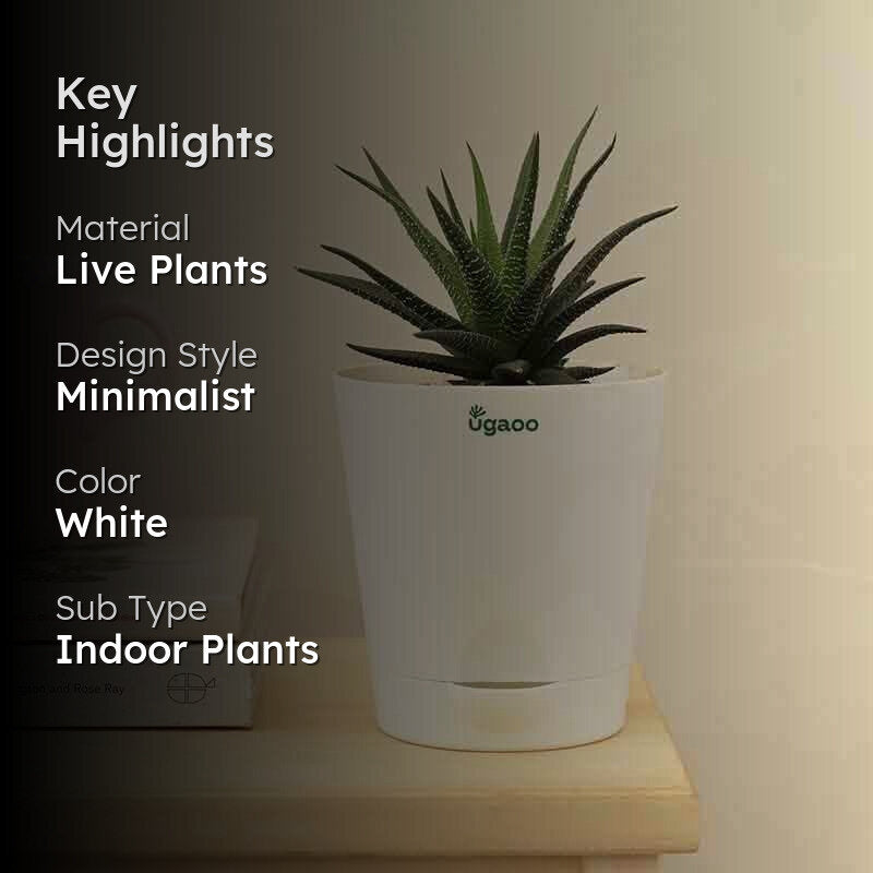 Ugaoo Zebra Haworthia Plant media 2